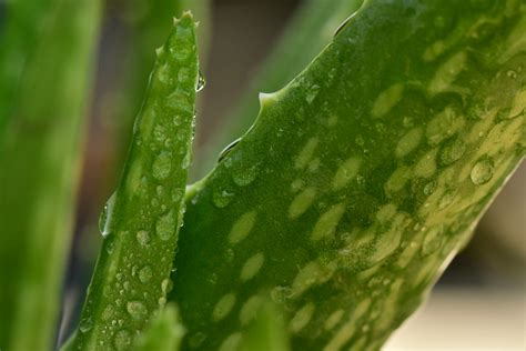 蘆薈種植室內|8 個幫助您照顧蘆薈的實用園藝技巧 